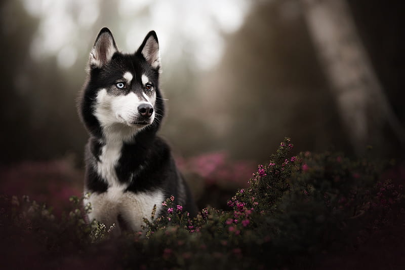 Dog Husky 4K 5K HD Animals Wallpapers | HD Wallpapers | ID #49425