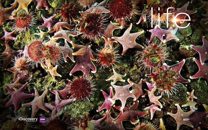 Discovery Channel - Life Starfish, under water, starfish, starfishes, sea,  HD wallpaper | Peakpx