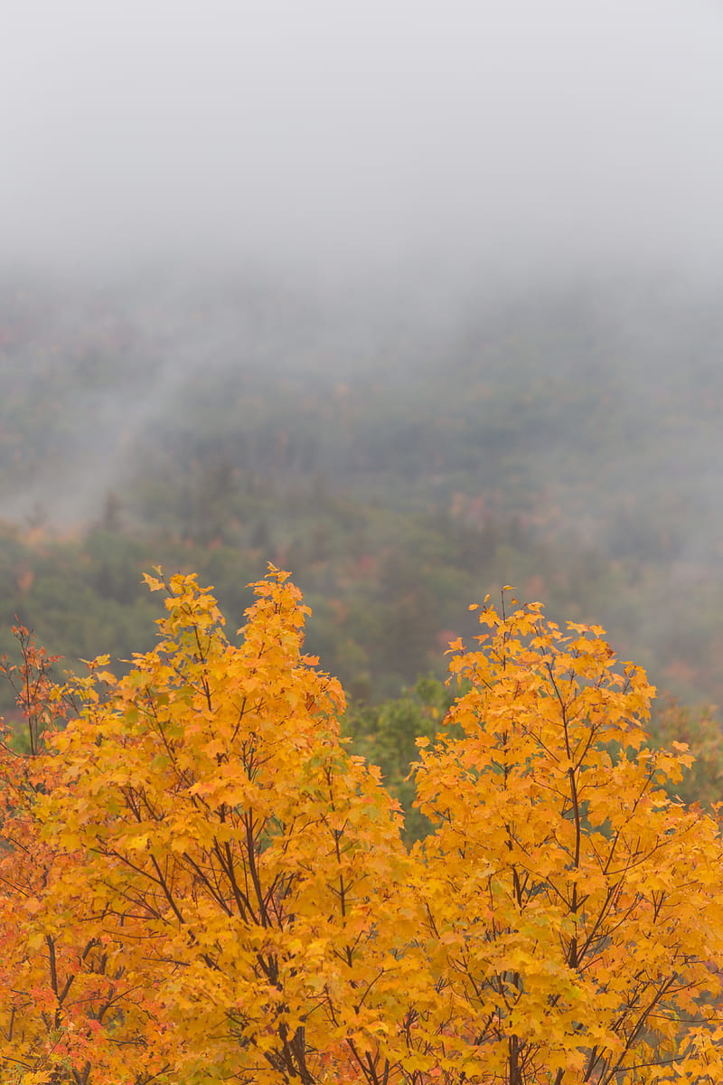 maple, tree, autumn, forest, fog, HD phone wallpaper