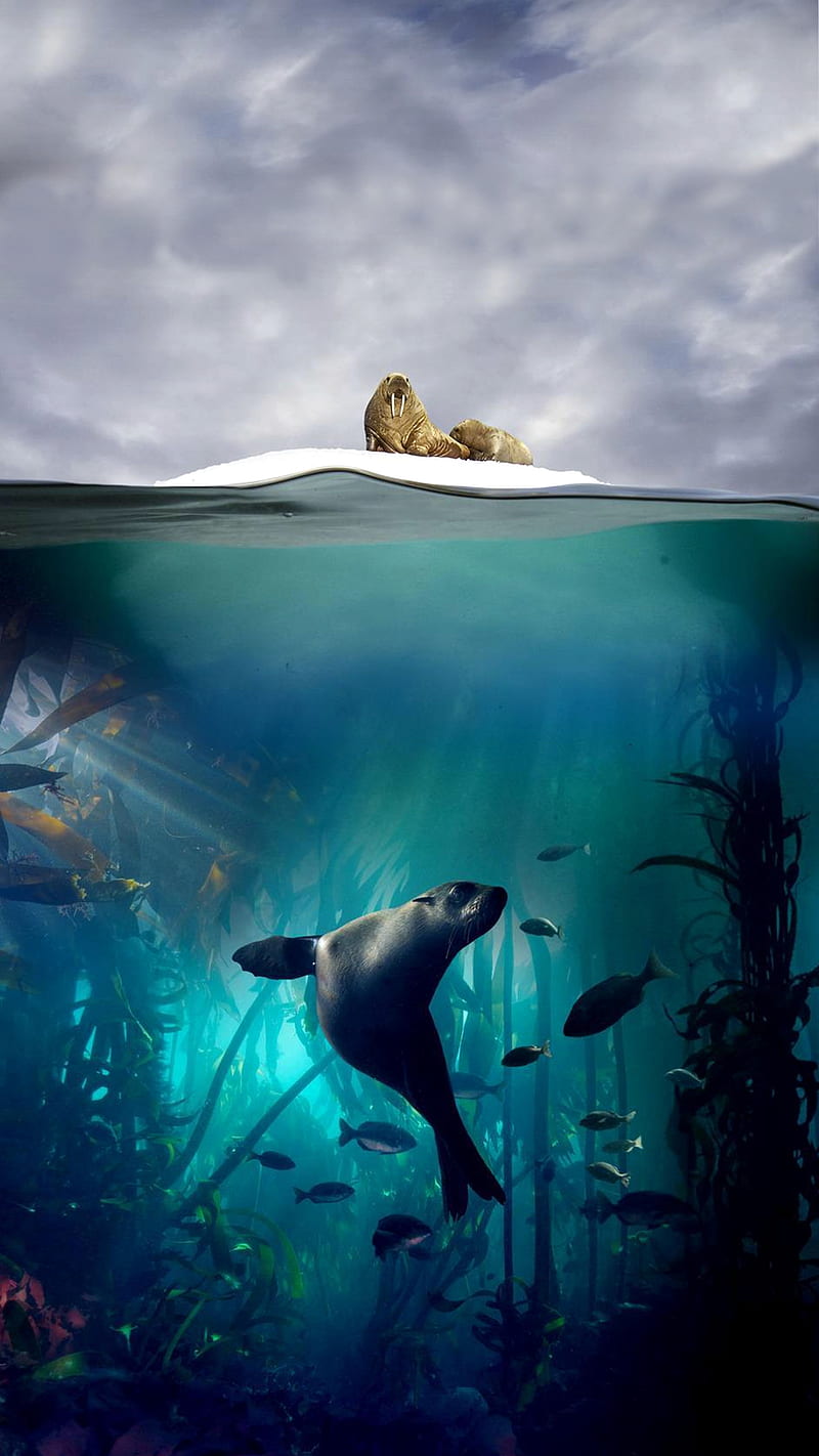seal, animal, sea, HD phone wallpaper