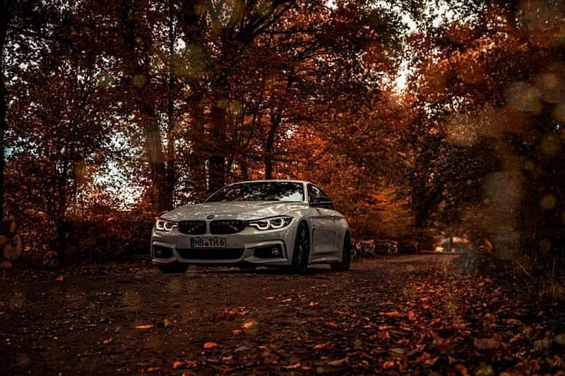 Bmw, carros, forest, m4, HD wallpaper | Peakpx