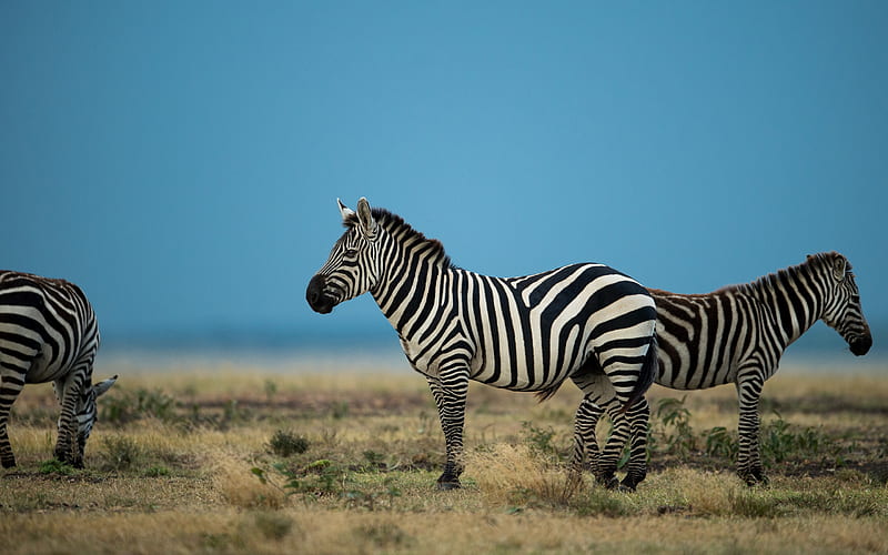 Zebras, wild animals, africa, field, zebra, wild nature, HD wallpaper |  Peakpx