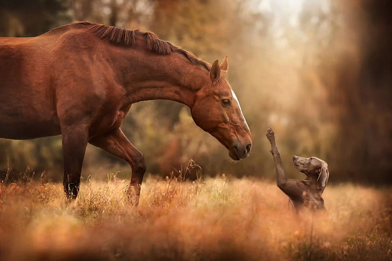 Friends - Horse and Dog F1C, equine, bonito, horse, canine, animal, graphy, weimaraner, wide screen, dog, HD wallpaper