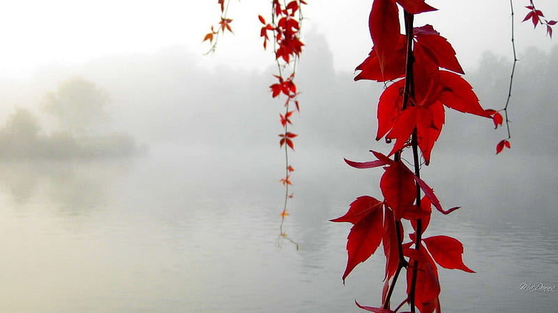 Color in the Mist, fall, vine maple, autumn, foggy, soft, trees, lake, fog, mist, leaves, water, bright, misty, river, HD wallpaper