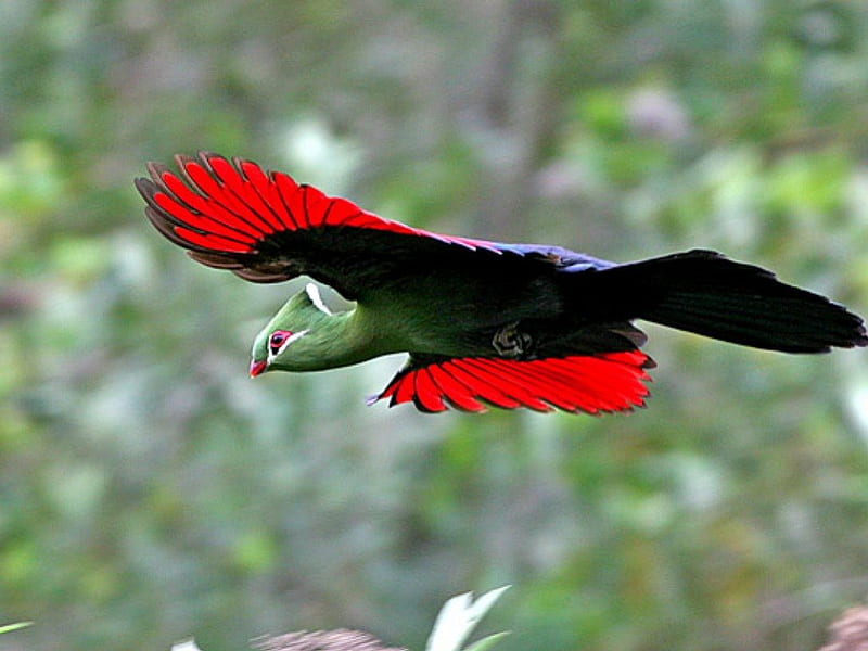 Knysna Turaco, red, bird, crested, flying, bonito, HD wallpaper