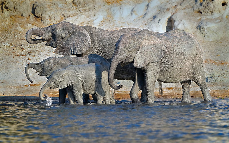 elephants, lake, Africa, wildlife, families of elephants, gray elephants, baby elephant, wild animals, HD wallpaper