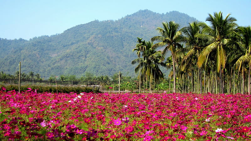Rural Flower Field, mountain, rural, cosmos, coconut tree, HD wallpaper