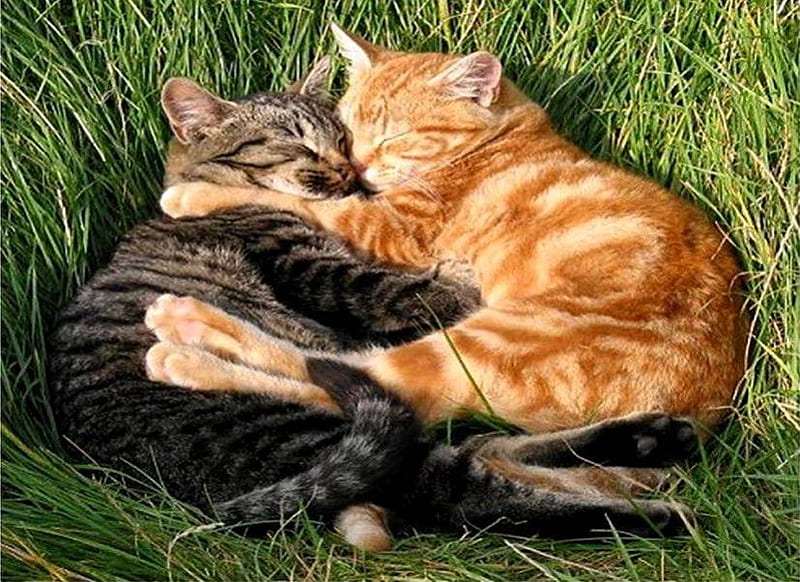 Snuggling Cats, tabby cat, grass, ginger cat, snuggling, cats, HD wallpaper