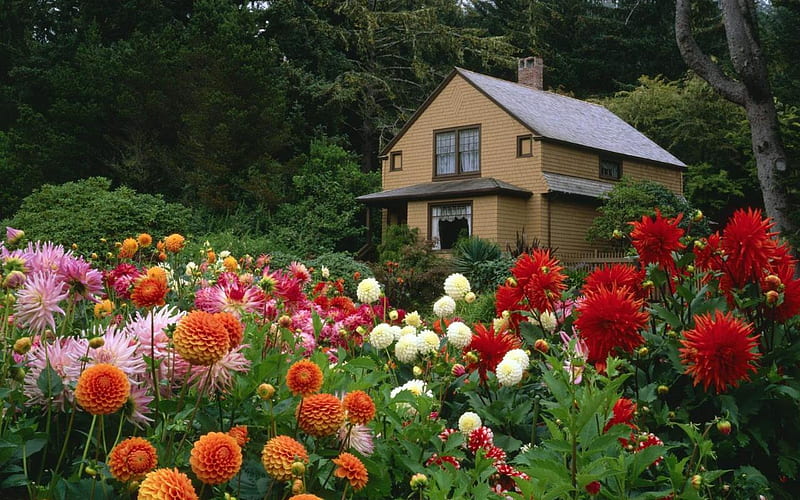 House among the flowers, flowers, natute, HD wallpaper