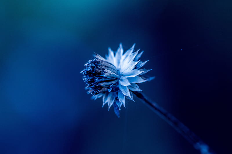 Feeling blue, flower, flower head, flowers, loneliness, lonely, nature, petals, plant, sad, HD wallpaper
