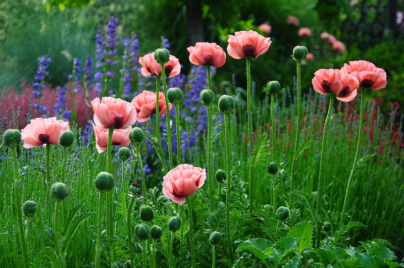 Colorful Poppy Flowers, Pink, Poppies, Spring, Flowers, Nature, HD wallpaper