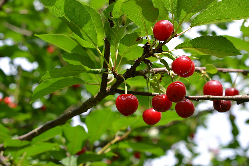 cherry, fruit, branch, tree, HD wallpaper