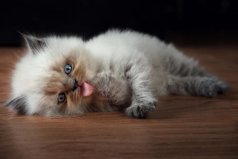 Kitten, cute, cat, pisici, animal, tongue, sweet, HD wallpaper