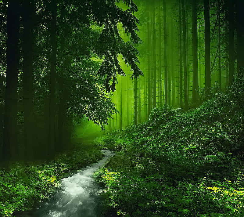 Những bức ảnh HD của Green Forest sẽ có sức hút khó cưỡng đối với những tín đồ của thiên nhiên. Từ những góc nhìn khác nhau, bạn sẽ được tự do khám phá một khu rừng mênh mông và có sức nguy hiểm rất riêng. Nào, hãy cùng thưởng thức những hình nền đẹp nhất của Green Forest ngay thôi!