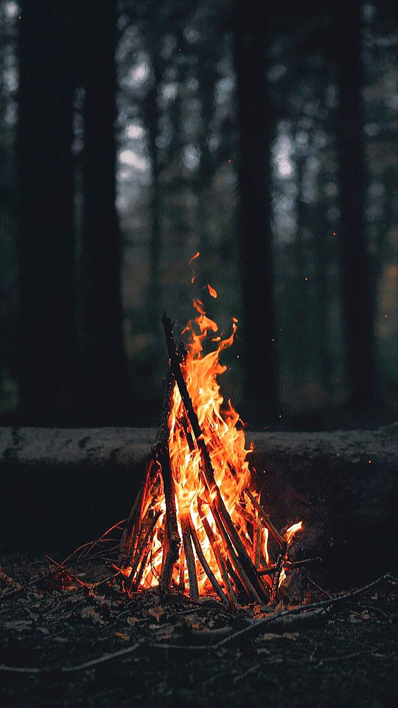 wood and fire, branches, campfire, dark, forest, nature, HD phone wallpaper