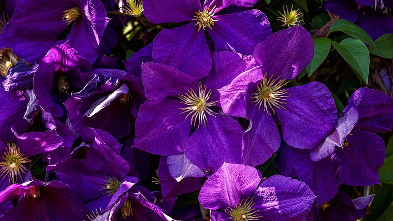 Earth Purple Clematis Flowers, HD wallpaper