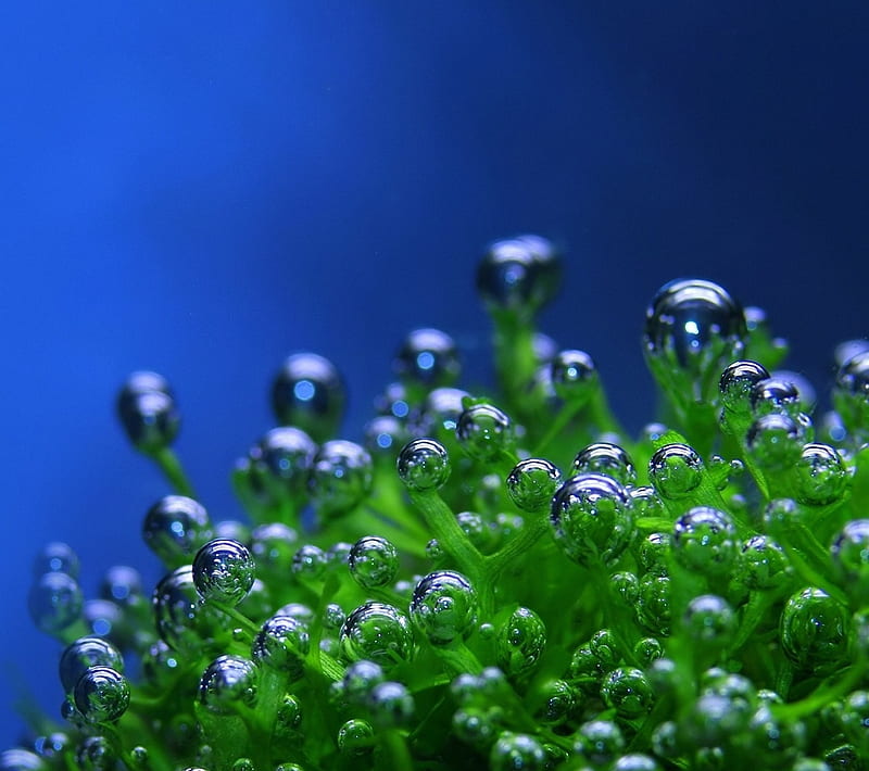 BUBBLES, air, blue, bubble, green, plant, water, HD wallpaper