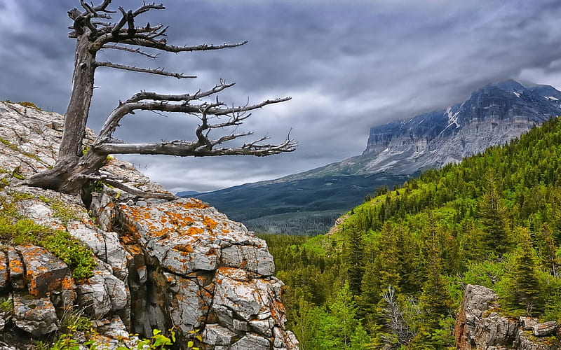 tree growing through a rock in the mountains, mountain, forest, tree, rock, clouds, HD wallpaper