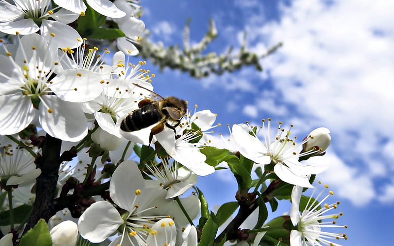 Bee - blooming tree, insect, tree, blooming, Bee, HD wallpaper