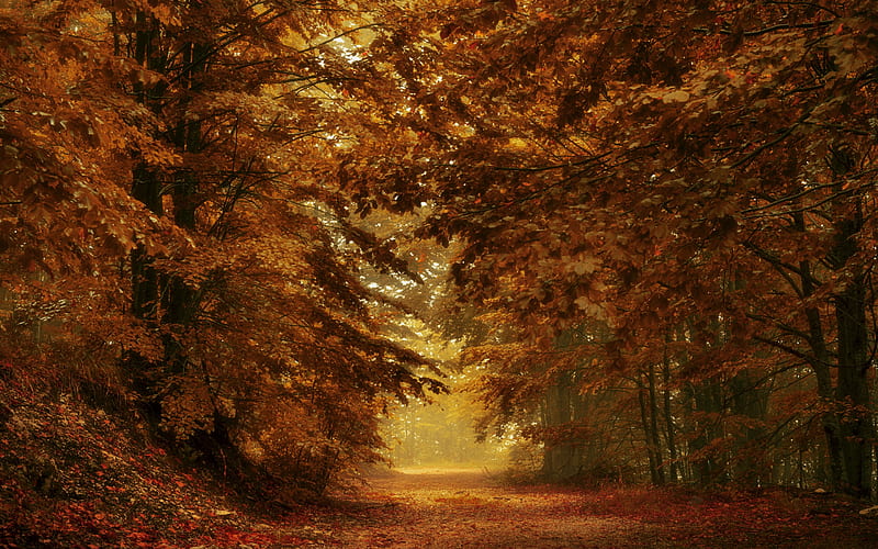 autumn forest, park, yellow leaves, autumn, path in the forest, HD wallpaper