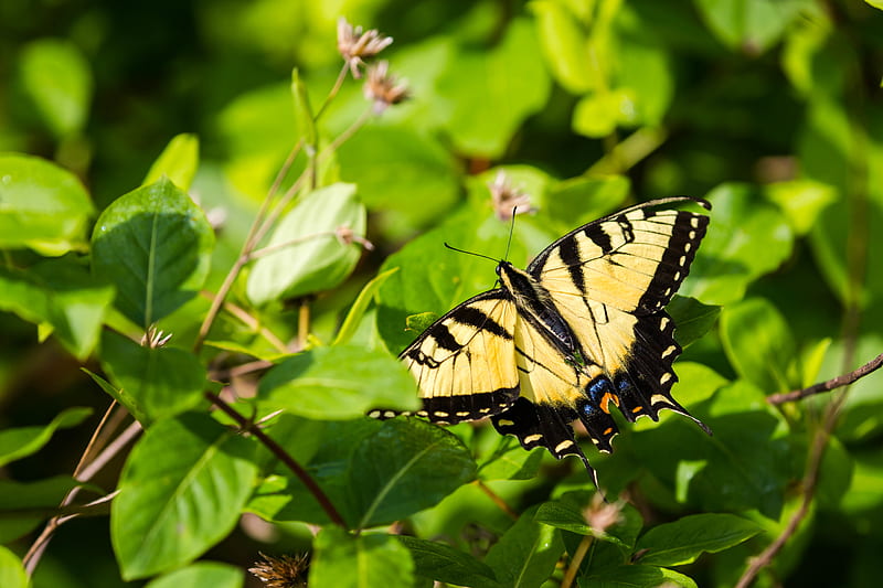 butterfly, insect, wings, bushes, HD wallpaper