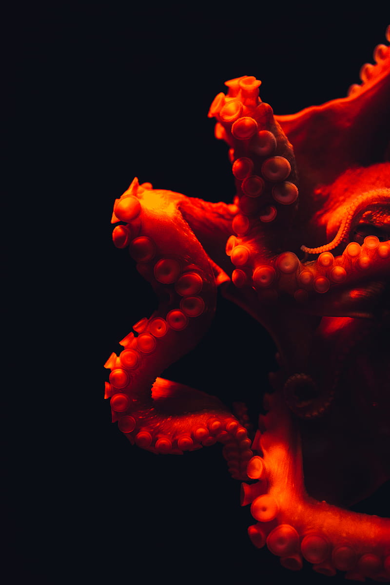 shallow focus graphy of octopus, HD phone wallpaper
