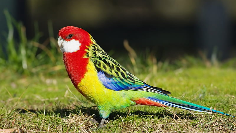 Wild Parakeet, red, colorful, colors, yellow, green, bird, wild, bright, parakeet, feathers, blue, HD wallpaper