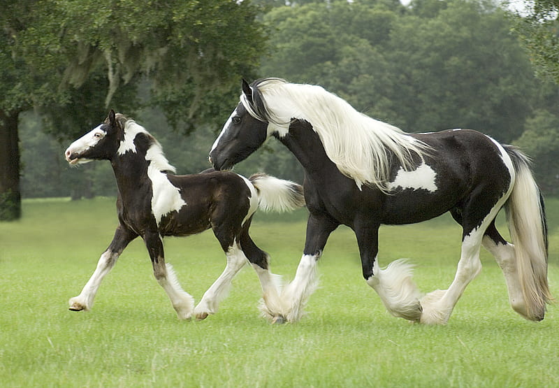 Tinker Mare and Foal, tinker, foal, mare, gypsy vanner, horses, HD wallpaper