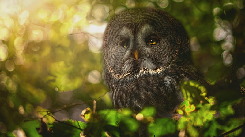 owl, forest, forest bird, beautiful bird, HD wallpaper