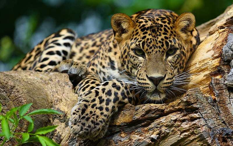 Jaguar Big Cat Predator Animal Hd Wallpaper Peakpx