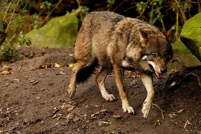 Viejo lobo gris, desierto, naturaleza, lobos, paisaje, Fondo de pantalla HD  | Peakpx