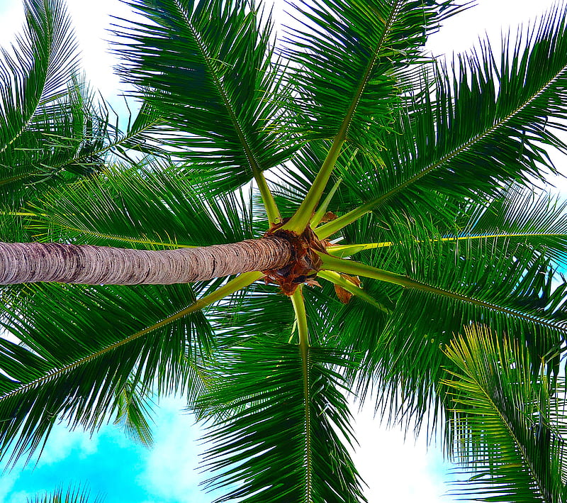 Palms 2, gorgeous, nature, palm trees, HD wallpaper