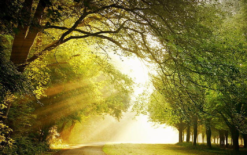 shining forest, forest, sun, sunlights, shine, trees, lights, tree, nice, green, rays, plants, nature, HD wallpaper