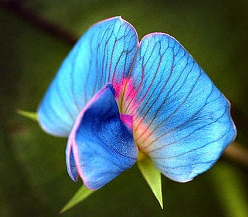 King Tut Blue Sweet Pea Flowers, Sweet, King, Pea, Tut, Flowers, Blue, HD wallpaper
