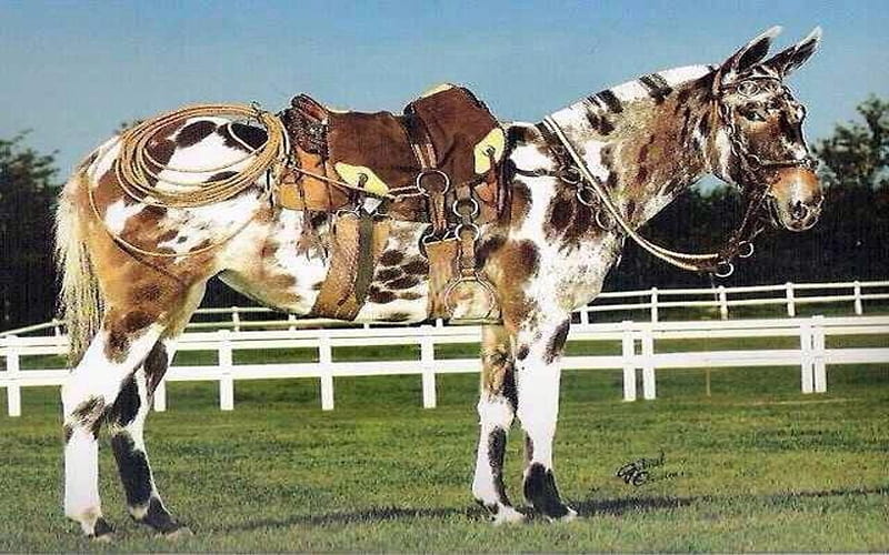 Rare Colored Horses, Rare, Fence, Horses, Colored, HD wallpaper