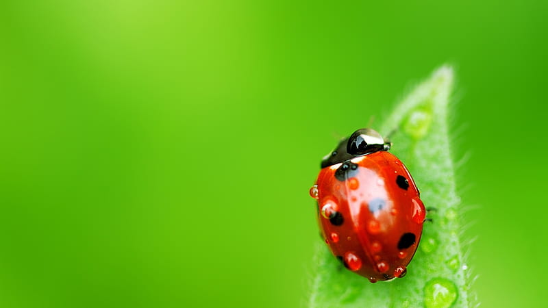 Ladybird, red, green, macro, bugs, nature, animals, HD wallpaper