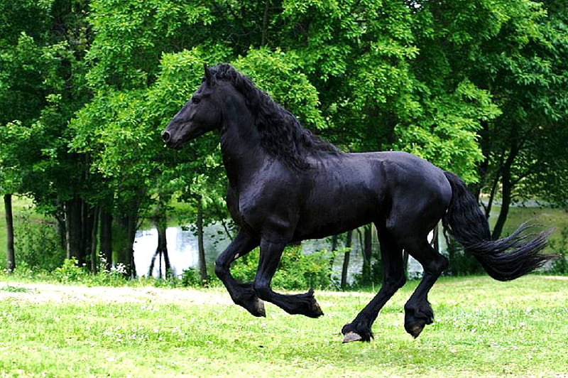 Run as the wind black stallion, pasture, bonito, gallop, trees, HD wallpaper