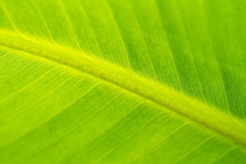 leaf, macro, veins, green, surface, HD wallpaper