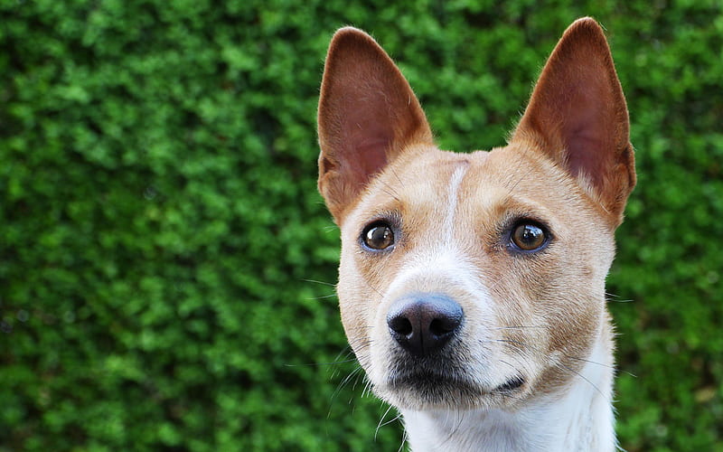 Basenji close-up, hunting dog, cute animals, pets, dogs, Basenji Dog, HD wallpaper