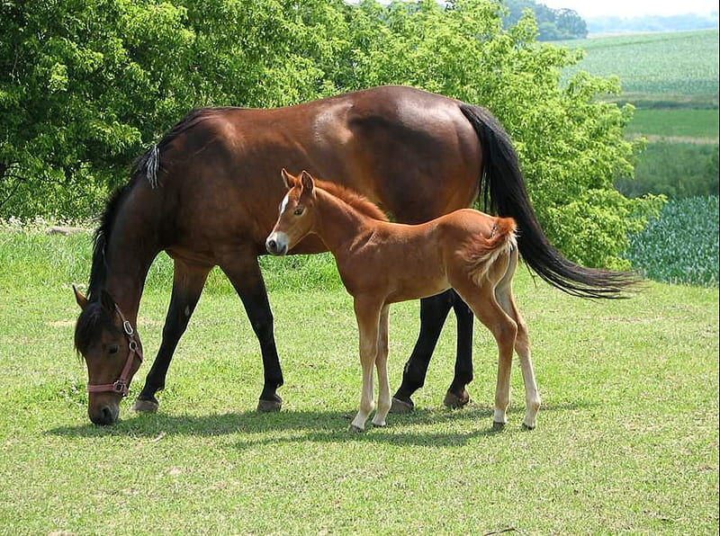 LEARNING FROM MOM, cute, mare, foal, horse, HD wallpaper