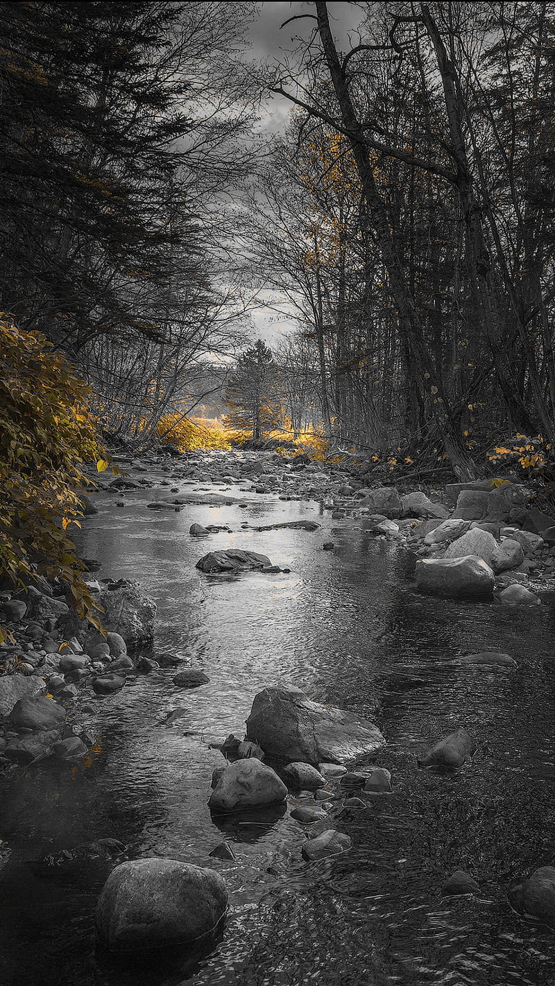 a river, black and white, water, rocks, leaves, trees, yellow leaves, HD phone wallpaper