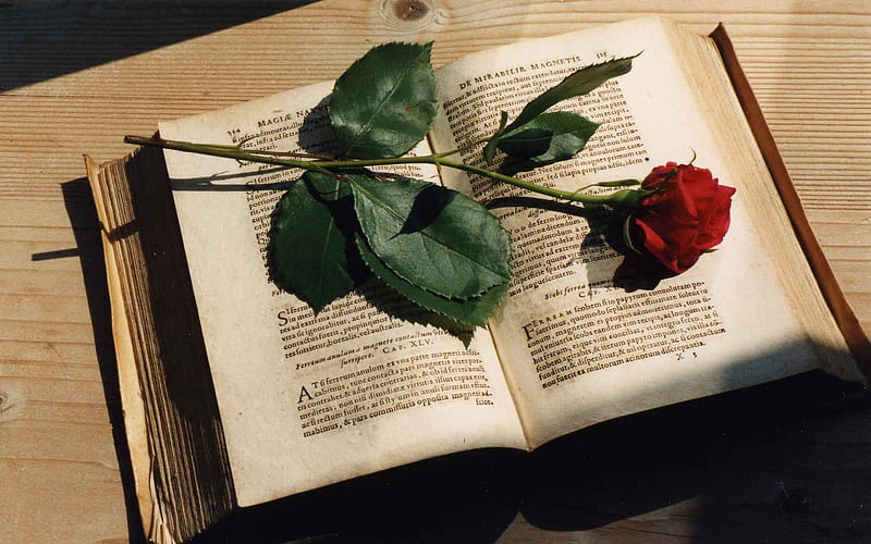 With Love, lovely, romantic, romance, rose, book, bonito, roses, red rose,  flowers, HD wallpaper | Peakpx