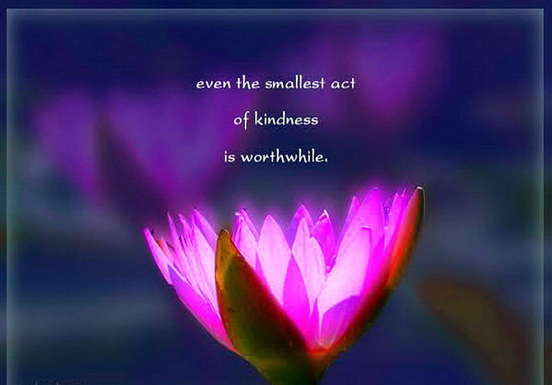 Kindness, purple, quote, flower, abstract, pink, blue, light, HD wallpaper