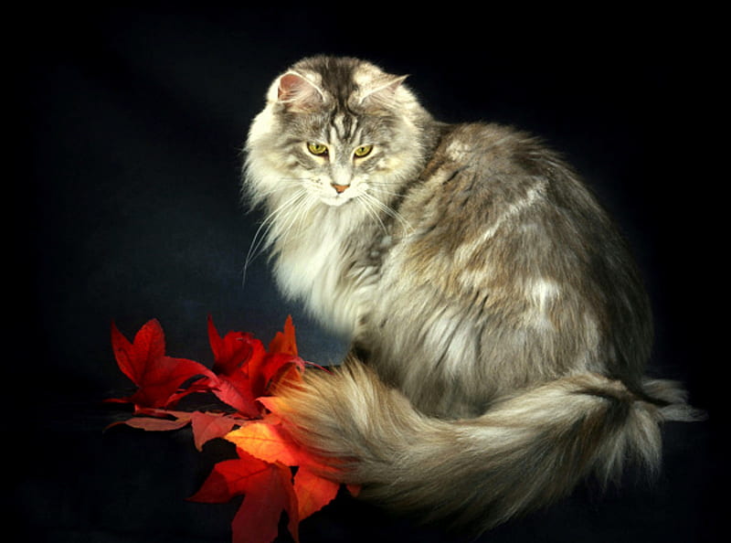 Pensive, feline, leaves, maine coon, silver tabby, kitty, cat, grey cat, HD wallpaper
