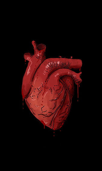 Premium Vector | Real human heart vector illustration