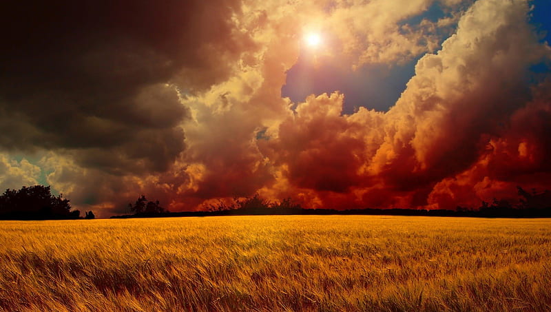 flaming clouds above sea of wheat, fields, fiery, clouds, wheat, HD wallpaper
