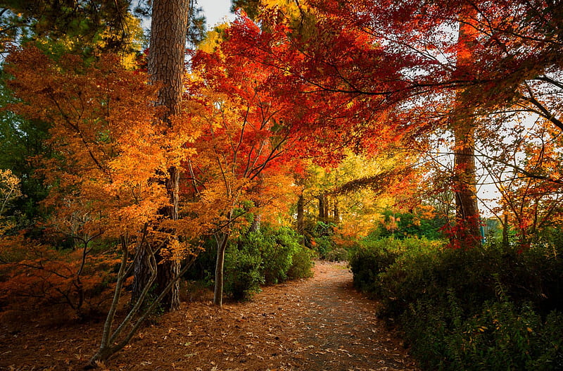 Maple Rainbow, red, Texas, autumn, orange, yellow, bonito, park, trees, leaves, green, plants, trail, HD wallpaper
