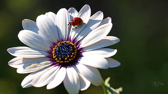 Palabras clave de fondo de pantalla: gerberas silvestres | Peakpx