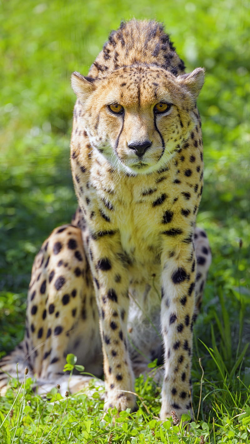 Cheetah, animal, wildlife, predator, HD phone wallpaper