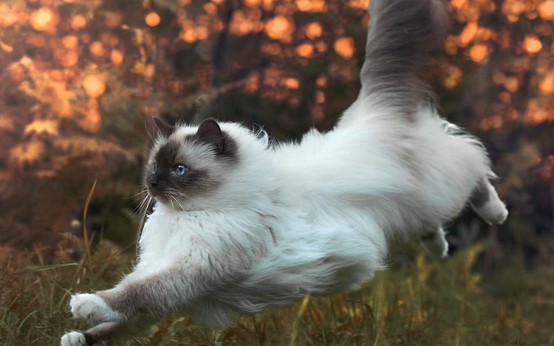 Siamese cat, white fluffy cat, cute animals, cats, autumn, running cat, evening, cat with blue eyes, HD wallpaper